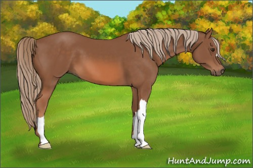 Horse Color: Unknown 