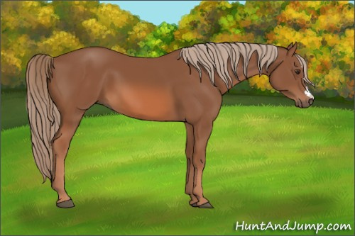 Horse Color: Unknown 