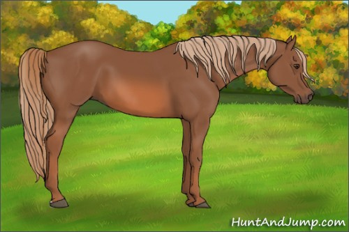 Horse Color: Unknown 