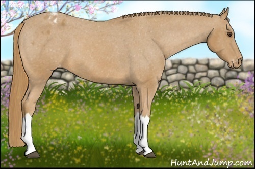 Horse Color:Chestnut Appaloosa 