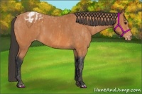 Horse Color:Bay Splash Tobiano Appaloosa Brindle