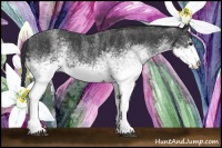 Horse Color:White Spotted Blue Roan Rabicano  Brindle