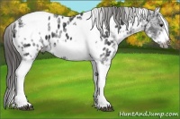 Horse Color:White Spotted Black Splash Tobiano Frame Near Leopard 