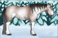 Horse Color:Gray Bay 