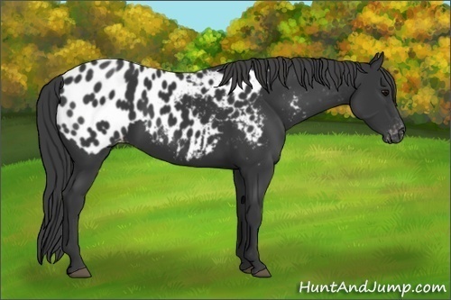 Horse Color: Black Near Leopard 
