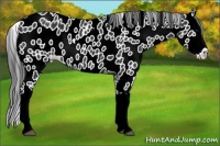 Horse Color:Black Splash Appaloosa 