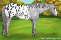 Horse Color:Black Splash Blanket 
