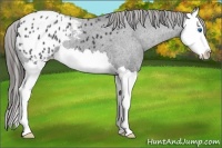 Horse Color:Black Splash Appaloosa 