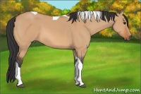 Horse Color:Bay Dun Tobiano 