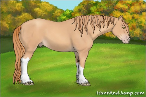 Horse Color: Gold Champagne 