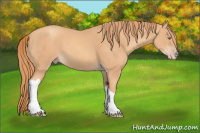 Horse Color:Gold Champagne