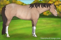 Horse Color:Amber Champagne Rabicano 