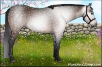 Horse Color:Gray Bay 