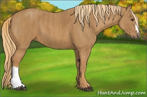 Horse Color:Chestnut  Brindle