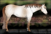 Horse Color:Gray Red Dun 