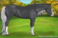 Horse Color:Silver Black Chinchilla Splash
