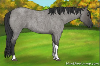 Horse Color:Grullo Roan Tobiano