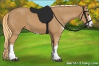 Horse Color:Chestnut Sabino 