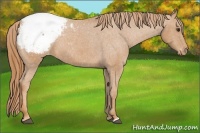 Horse Color:Chestnut Snowcap