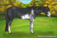 Horse Color:Black Sabino 