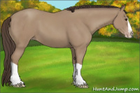 Horse Color:Classic Champagne Splash 