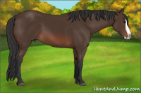 Horse Color:Brown Splash
