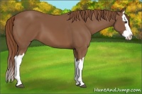 Horse Color:Chestnut Splash 