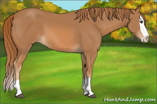 Horse Color: Chestnut Splash 