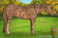 Horse Color:Bay  Brindle