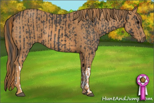 Horse Color: Black  Brindle
