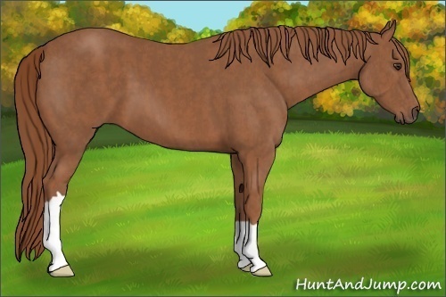 Horse Color:Chestnut  Brindle