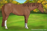 Horse Color:Chestnut  Brindle