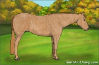 Horse Color:Chestnut  Brindle