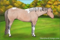 Horse Color:Bay Tobiano Appaloosa 