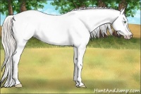 Horse Color:Gray Silver Amber Cream Champagne Roan Dun Splash Tobiano Frame Appaloosa Rabicano 