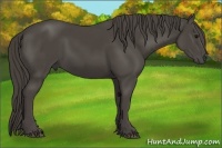 Horse Color:Smoky Black