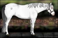 Horse Color:White Spotted Bay Chinchilla 