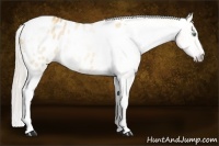 Horse Color:Gray Silver Amber Cream Champagne Roan Dun Splash Tobiano Frame Appaloosa Rabicano 
