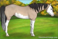 Horse Color:Bay Dun Splash 