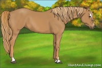 Horse Color:Chestnut Sabino 