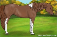Horse Color:Chestnut Tobiano Rabicano 