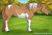 Horse Color:Chestnut Tobiano 