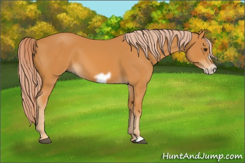 Horse Color: Unknown 