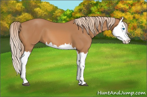 Horse Color: Unknown 