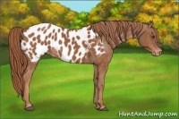Horse Color:Chestnut Blanket 