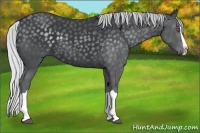 Horse Color:Silver Black Chinchilla Splash 