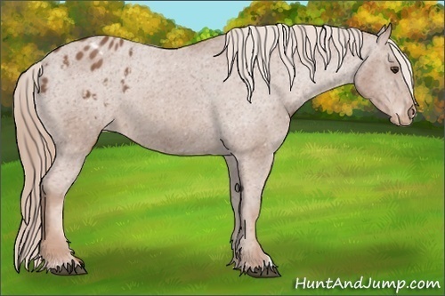Horse Color:Chestnut Blanket 