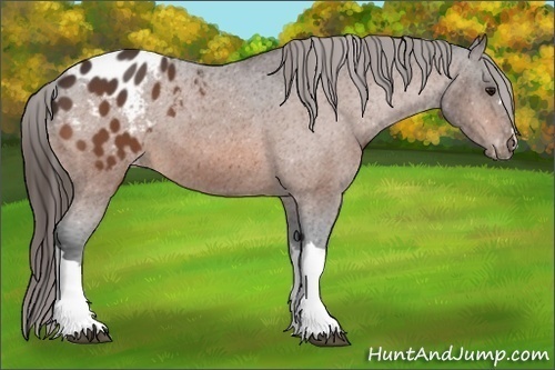 Horse Color:Bay Blanket