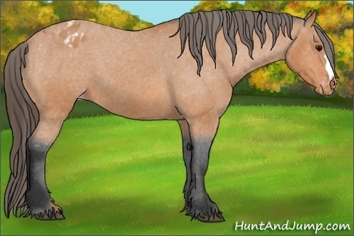 Horse Color:Bay Roan Varnish