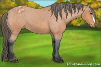 Horse Color:Bay Roan Varnish